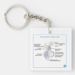 DITKI Anterior Pituitary Gland Physiology Keychain