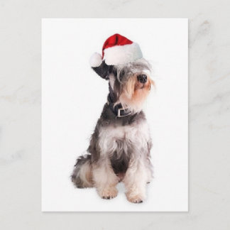 Ditzy Dogs~Original Postcard~Miniature Schnauzer Postcard