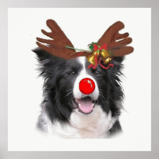 Ditzy Dogs~Original Poster~Border Collie Poster
