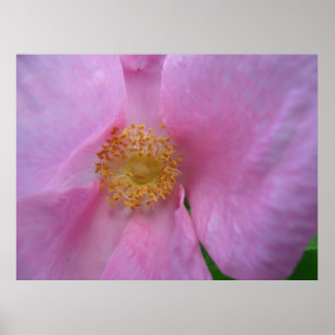 Dive into the Flower Zone! Poster