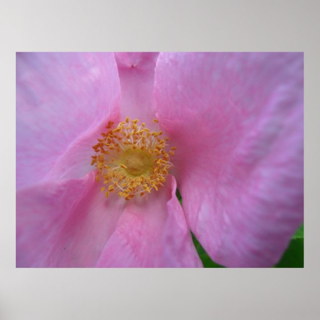 Dive into the Flower Zone! Poster (Front)