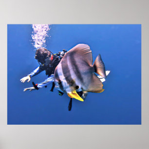 Diver and Batfish Poster