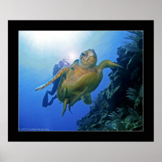 Diver and Turtle in Belise Poster