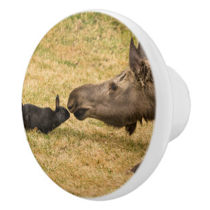 Diversity Ceramic Knob
