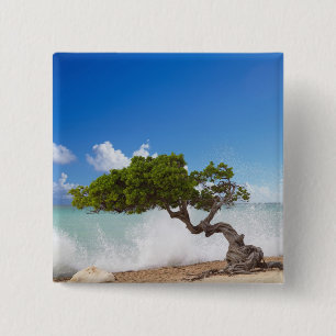 Divi Divi Tree, Eagle Beach, Aruba, Caribbean 15 Cm Square Badge
