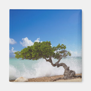 Divi Divi Tree, Eagle Beach, Aruba, Caribbean Magnet