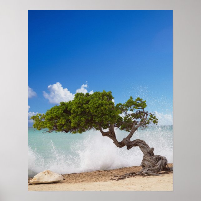 Divi Divi Tree, Eagle Beach, Aruba, Caribbean Poster (Front)