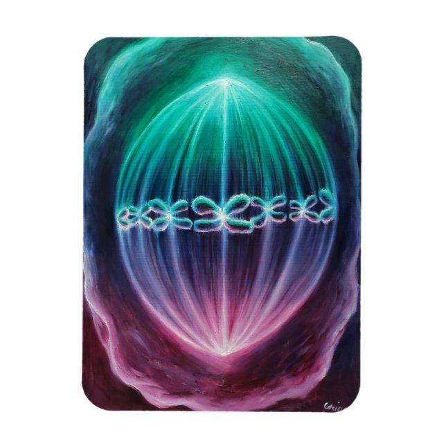 Dividing cells magnet (Vertical)