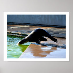 Diving Californian sea lion Poster
