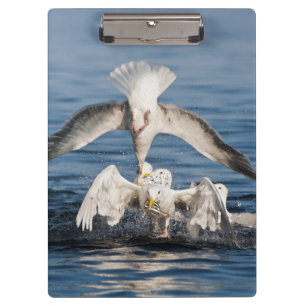 Diving Gulls Clipboard