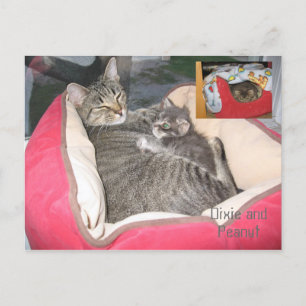 Dixie & Peanut in Peanut's bed Postcard