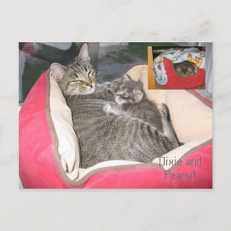 Dixie & Peanut in Peanut's bed Postcard