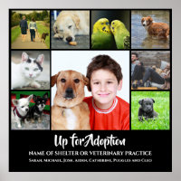 DIY 9 photo | Adopt animal shelter veterinary vet