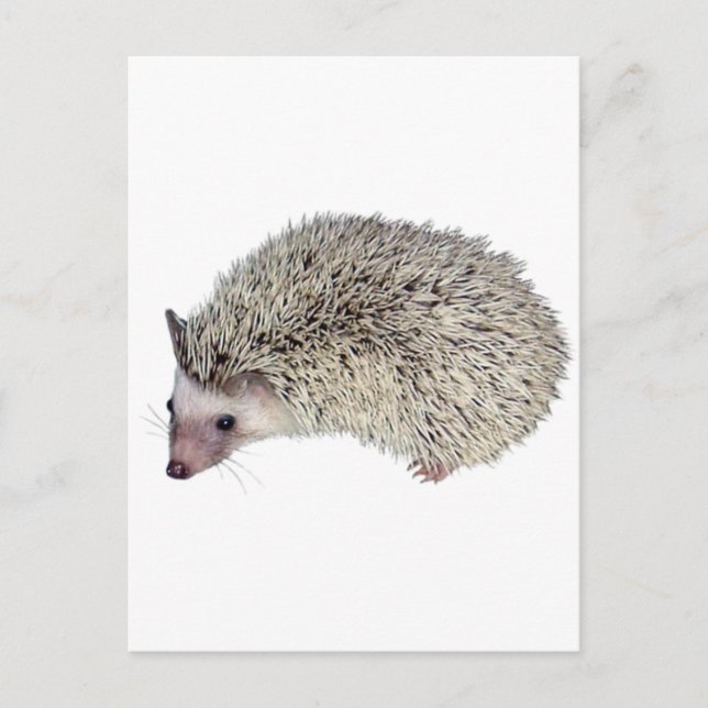 DIY Hedgehog left Postcard (Front)