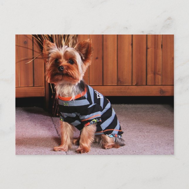 DJ - Yorkshire Terrier - Smith Postcard (Front)