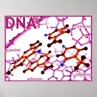 DNA Bases small Poster