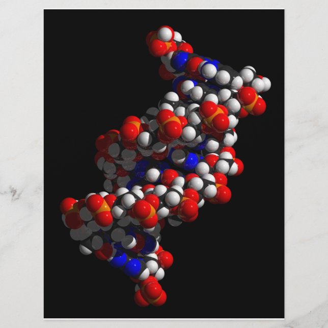 DNA Double Helix Model Flyer (Front)
