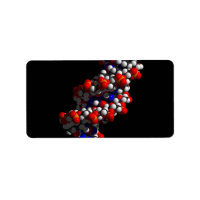 DNA Double Helix Model