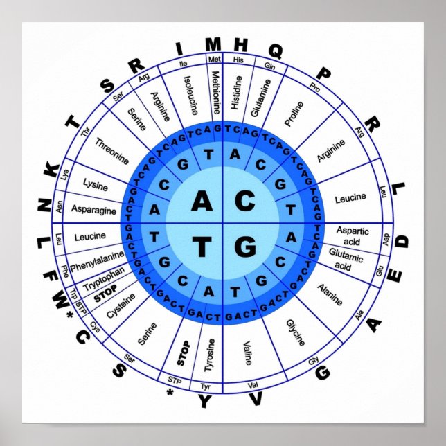 DNA Genetic Code Circle Gene Codon Amino Acid Poster (Front)