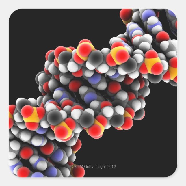 DNA molecule. Molecular model of DNA Square Sticker (Front)