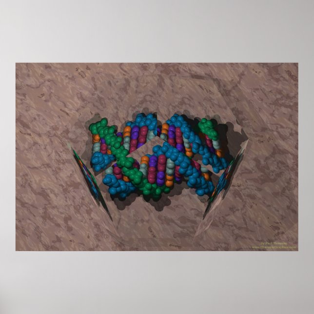 DNA Paperweight Poster (Front)