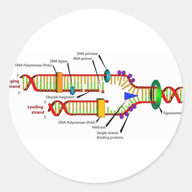 DNA replication Classic Round Sticker (Front)