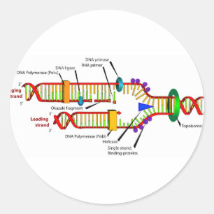 DNA replication Classic Round Sticker