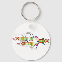 DNA replication