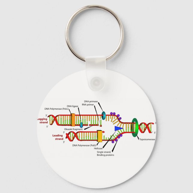 DNA replication Key Ring (Front)