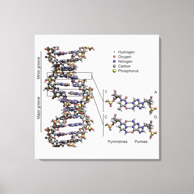 DNA Structure Deoxyribonucleic Acid Bases Diagram  Canvas Print (Front)