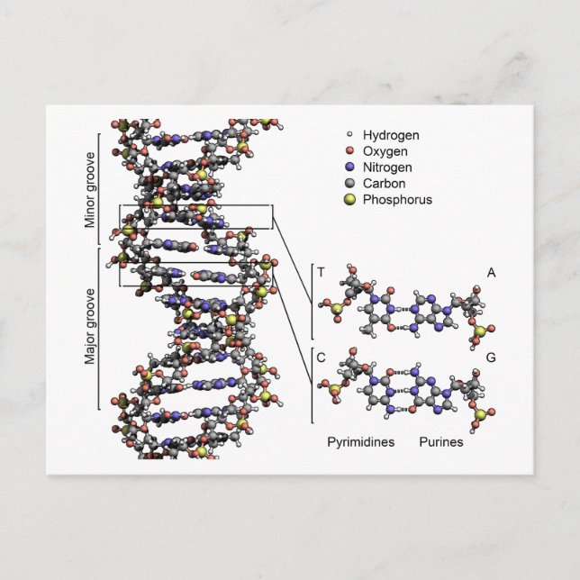 DNA Structure Deoxyribonucleic Acid Bases Diagram  Postcard (Front)
