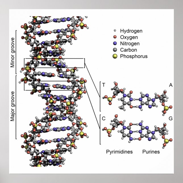 DNA Structure Deoxyribonucleic Acid Bases  Poster (Front)