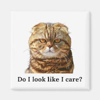 "Do I look like I care" Grumpy Cat