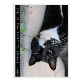 Do Not Be Jaded Funny Cat Poster Do Not Be Jaded Funny Cat Poster