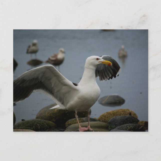 Do Not Disturb Postcard (Front)