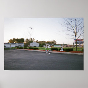 Do not feed seagulls poster