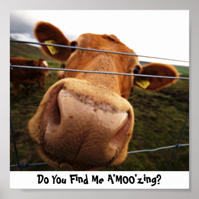 Do You Find Me A'MOO'zing? Poster (Front)