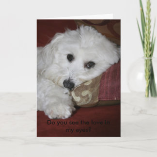 Do you see the love in my eyes? holiday card