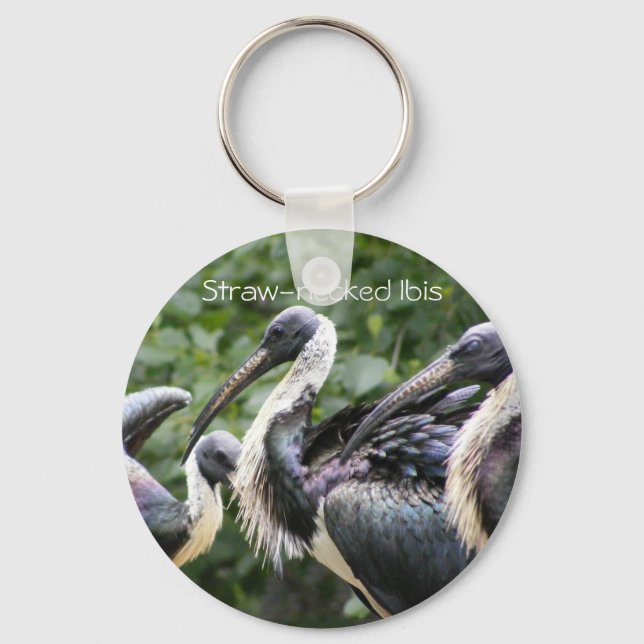 Do You Zoo? Straw-necked Ibis Key Ring (Front)