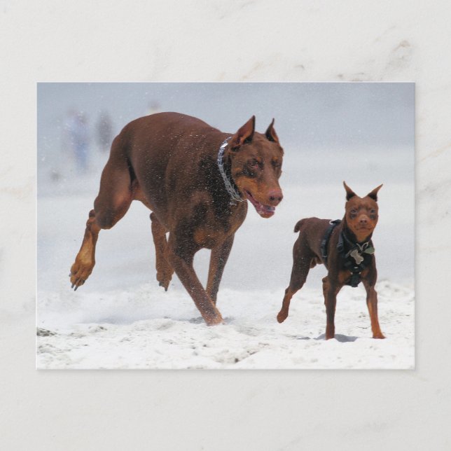Doberman and Min Pin - LOOK! A Mini Me! Postcard (Front)