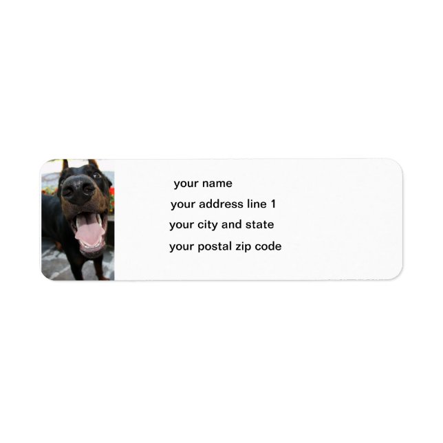 doberman-close up (Front)