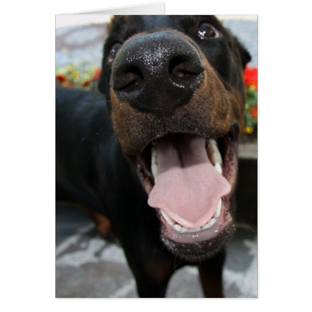 doberman-close up.png (Front)