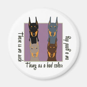 Doberman colours magnet