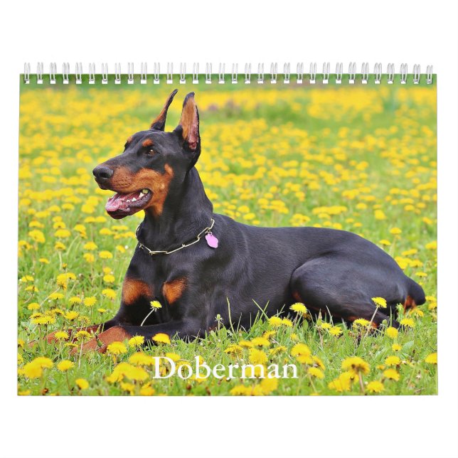 Doberman Dog Calendar (Cover)