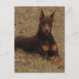doberman Greetings Postcard