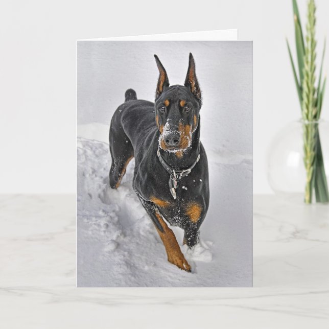 Doberman Holiday Card Snowball Catcher (Front)