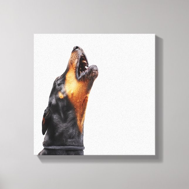 Doberman howling, close-up canvas print (Front)