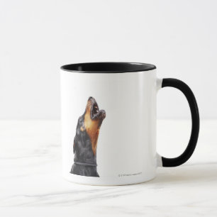 Doberman howling, close-up mug