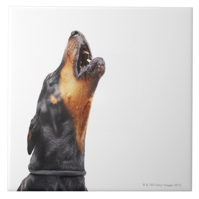 Doberman howling, close-up tile (Front)