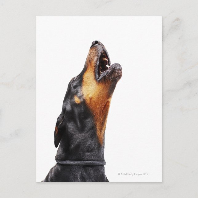 Doberman howling postcard (Front)